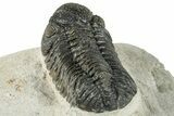 Morocops Trilobite - Ofaten, Morocco #287377-4